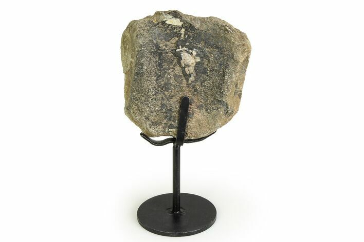 Fossil Ornithischian Dinosaur Vertebra with Metal Stand - Colorado #354322